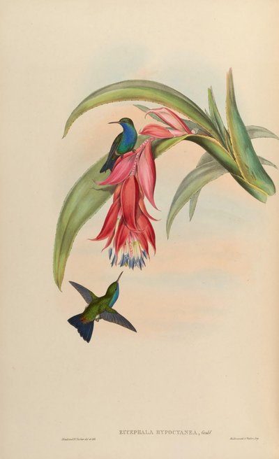 Eucephala hypocyanea by John Gould